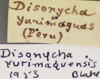 Media type: image;   Entomology 29037 Aspect: labels